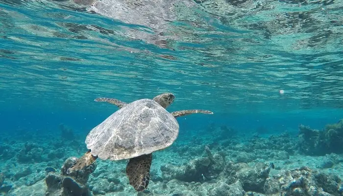 لاکپشت در حال شنا در زیر دریا در جزیره شیدور 56546987451