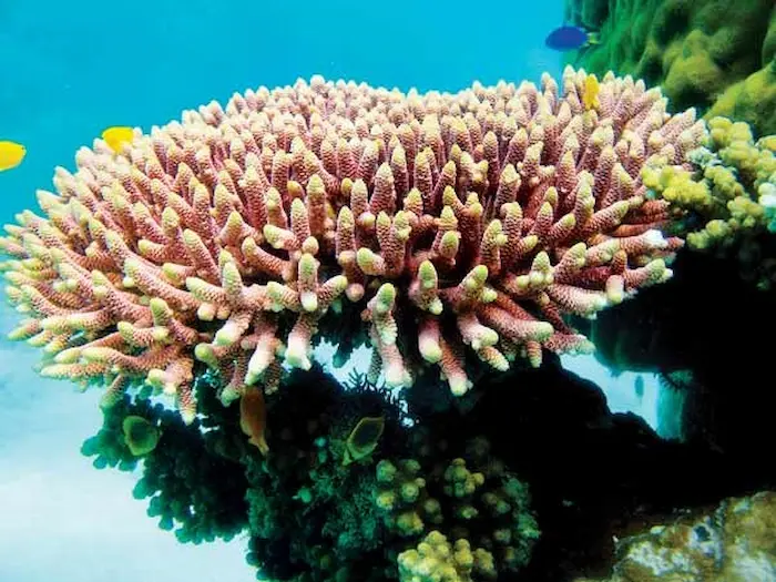 مرجان ها در زیر دریای جزیره شیدور 15648974
