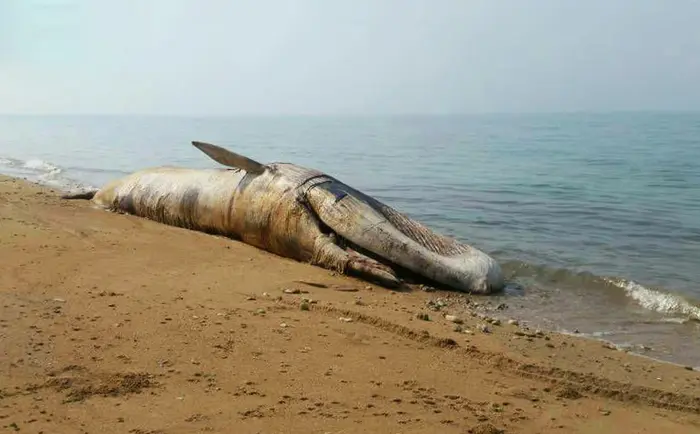 نهنگ ده تنی در سواحل در بندرلنگه 4856868