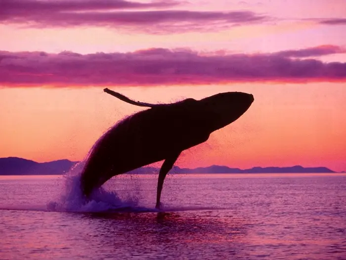 شنای و پرش نهنگ در بندرلنگه 7846854