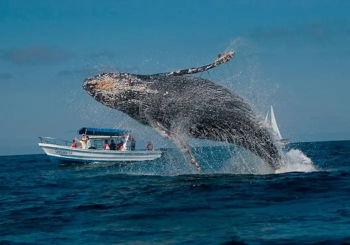 پرش نهنگ در ساحل بندرلنگه 45684